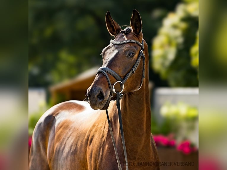 Hanoverian Mare 5 years 17 hh Brown in Verden