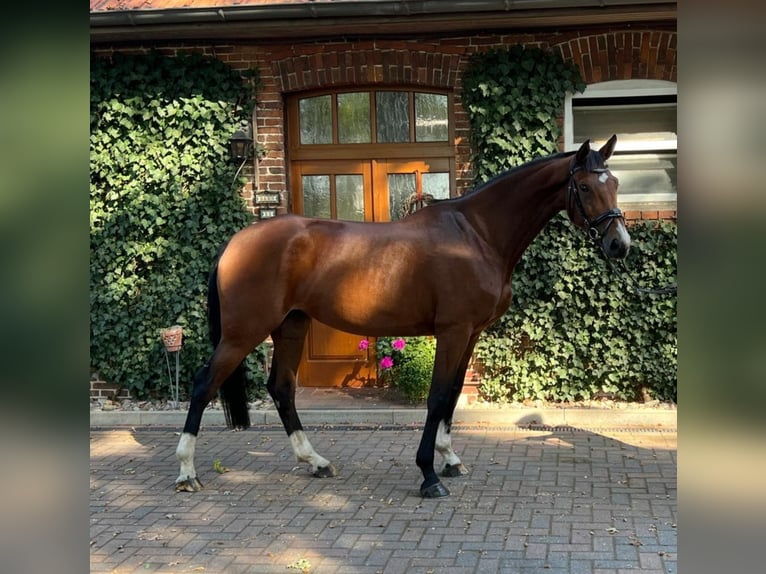 Hanoverian Mare 5 years 17 hh Brown in Maasen