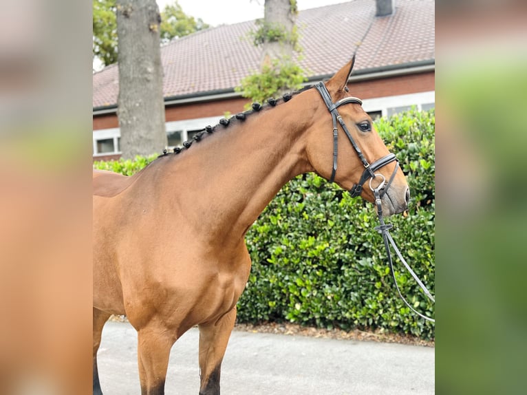 Hanoverian Mare 5 years 17 hh Brown in Vechta