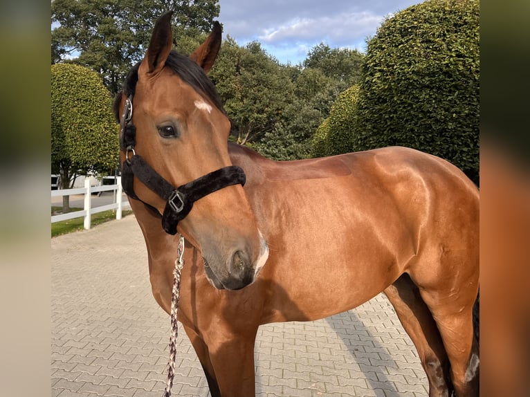 Hanoverian Mare 5 years 17 hh Brown in Vechta