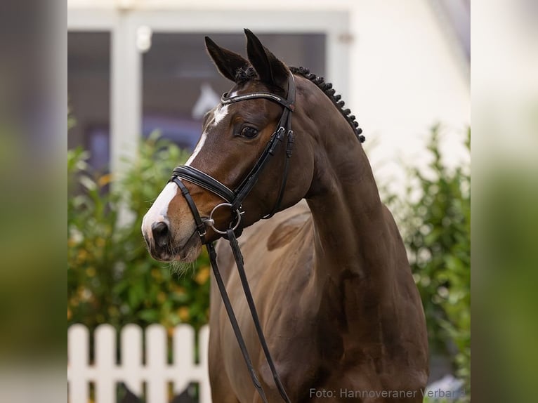 Hanoverian Mare 5 years 17 hh Brown in Verden