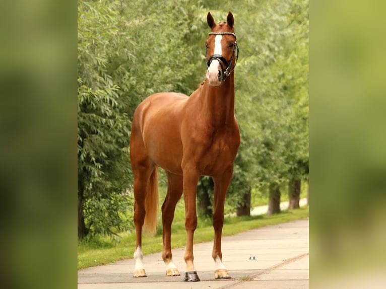 Hanoverian Mare 5 years 17 hh Chestnut in Florida