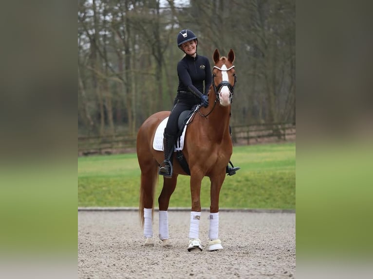 Hanoverian Mare 5 years 17 hh Chestnut in Florida