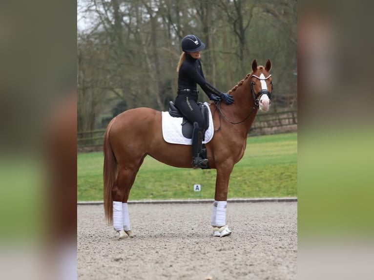 Hanoverian Mare 5 years 17 hh Chestnut in Florida