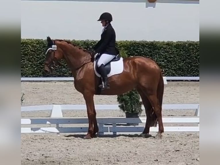 Hanoverian Mare 5 years 17 hh Chestnut in Avenches