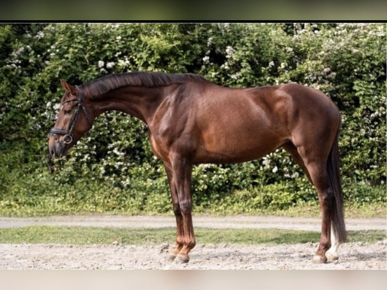 Hanoverian Mare 5 years 17 hh Chestnut in Troisdorf