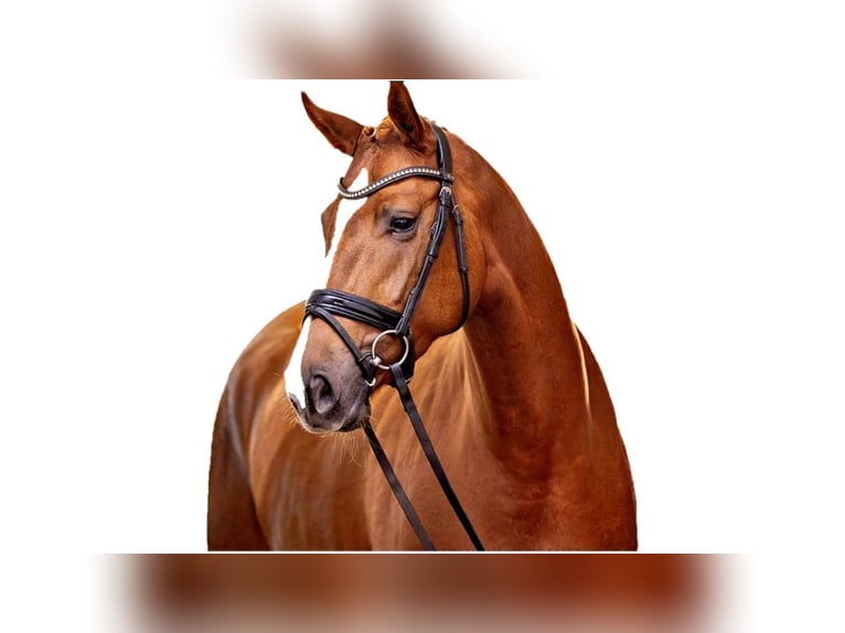 Hanoverian Mare 5 years 17 hh Chestnut-Red in Granollers