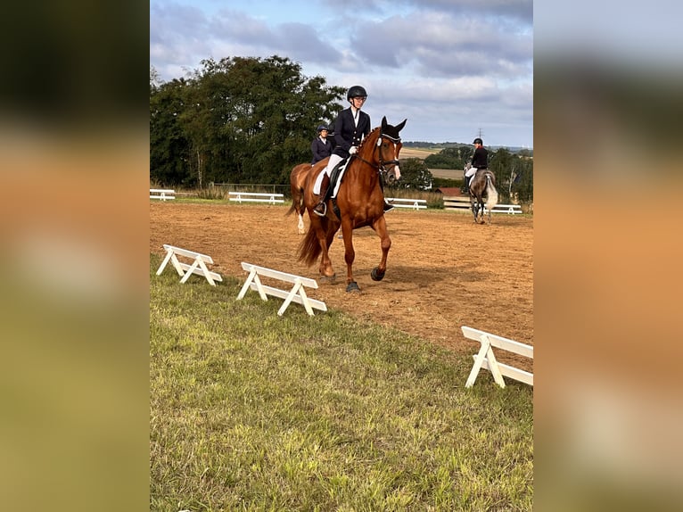 Hanoverian Mare 5 years 17 hh Chestnut-Red in Leipzig
