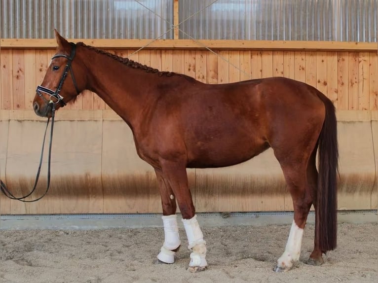 Hanoverian Mare 5 years 17 hh Chestnut-Red in Herborn