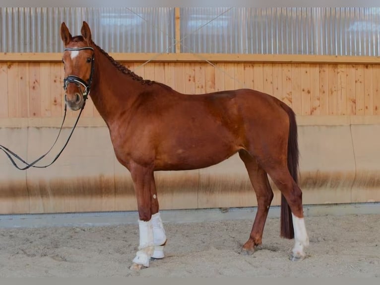 Hanoverian Mare 5 years 17 hh Chestnut-Red in Herborn