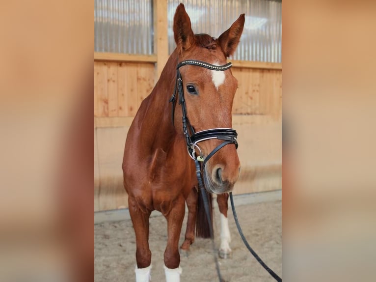 Hanoverian Mare 5 years 17 hh Chestnut-Red in Herborn