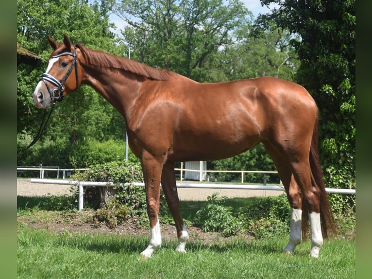 Hanoverian, Mare, 5 years, 17 hh, Chestnut-Red
