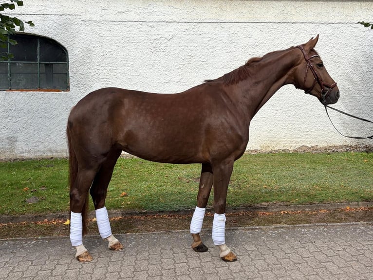 Hanoverian Mare 5 years 17 hh Chestnut-Red in Scharbeutz