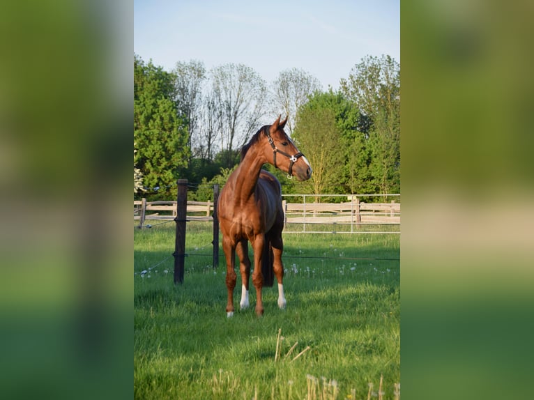 Hanoverian Mare 5 years 17 hh Chestnut-Red in Hildesheim