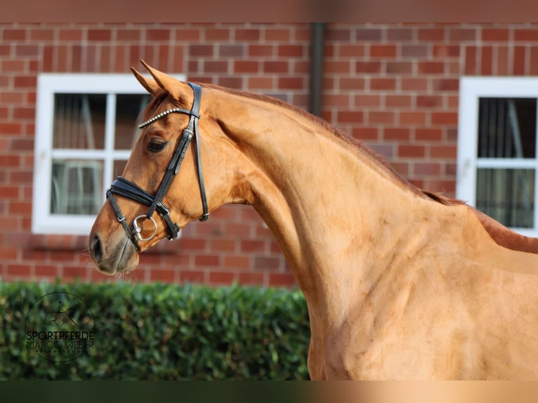 Hanoverian Mare 5 years 17 hh Chestnut-Red in Werl