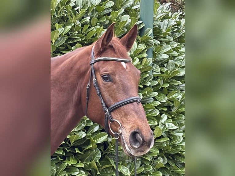 Hanoverian Mare 5 years 17 hh Chestnut in Lüneburg