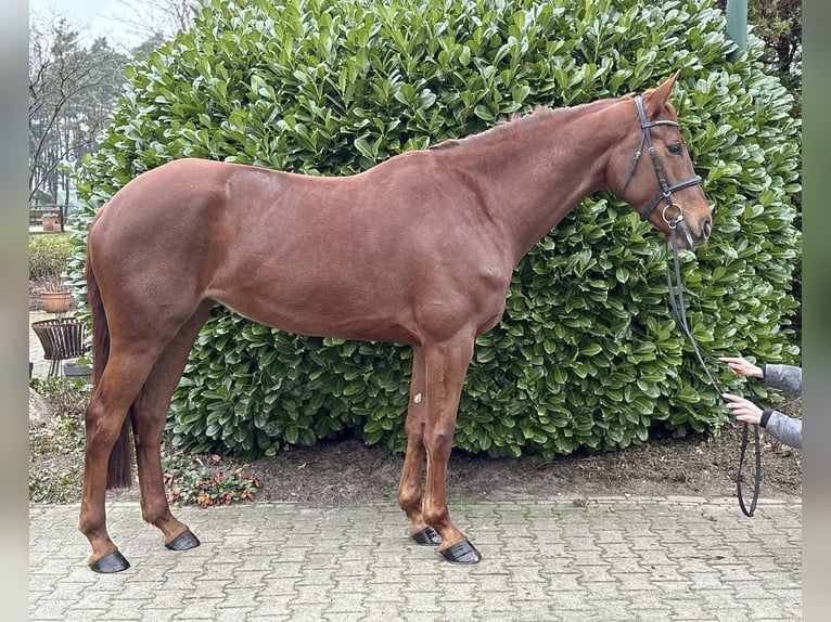 Hanoverian Mare 5 years 17 hh Chestnut in Lüneburg