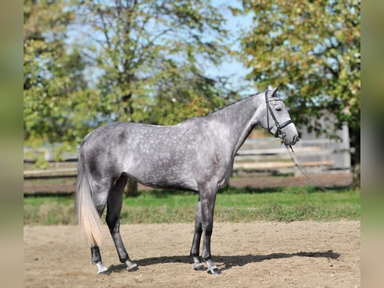 Hanoverian Mare 5 years 17 hh Gray in Schattendorf