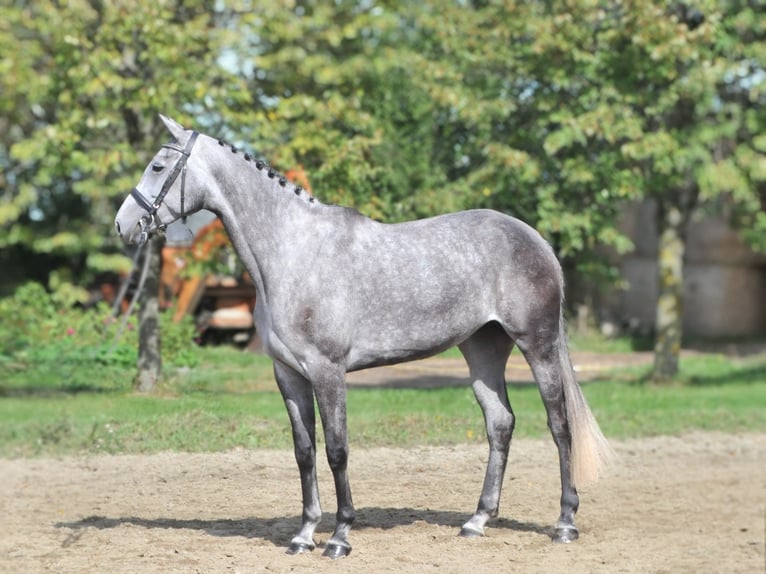 Hanoverian Mare 5 years 17 hh Gray in Schattendorf