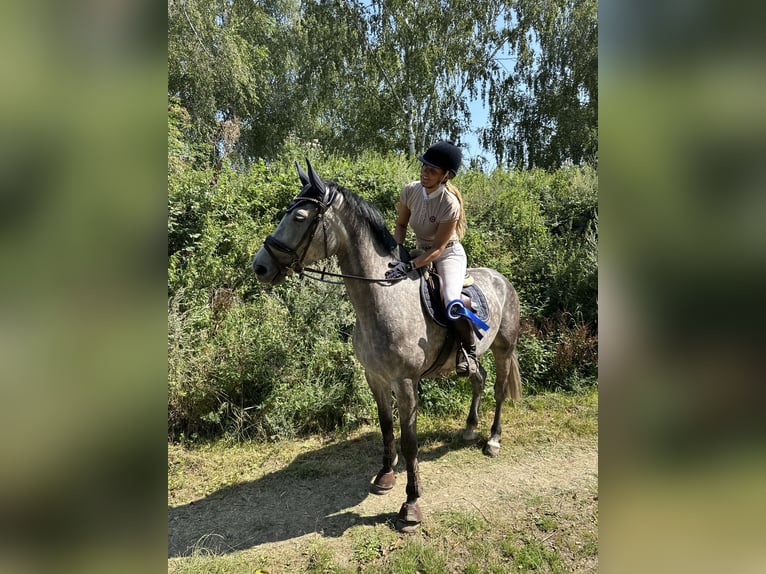 Hanoverian Mare 5 years 17 hh Grey in Winsen (Luhe)