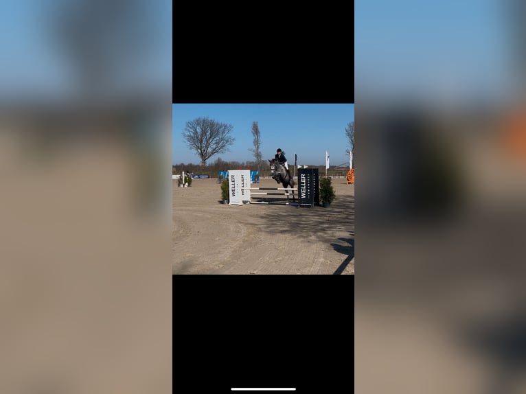 Hanoverian Mare 5 years 17 hh Grey in Winsen (Luhe)