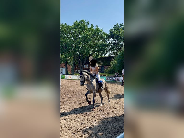 Hanoverian Mare 5 years 17 hh Grey in Winsen (Luhe)
