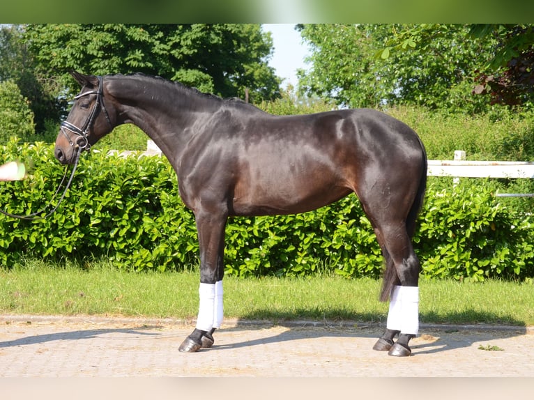 Hanoverian Mare 5 years 17 hh Smoky-Black in Selsingen