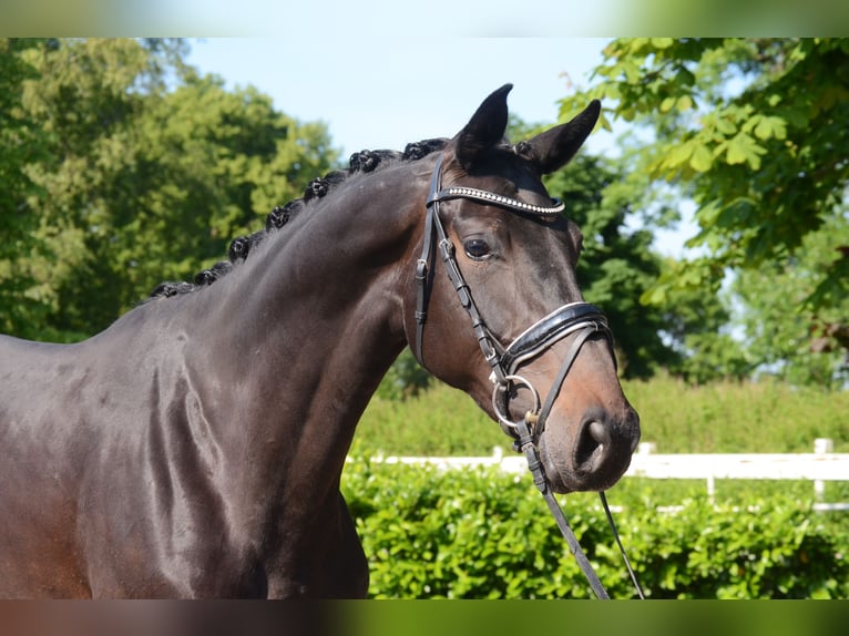 Hanoverian Mare 5 years 17 hh Smoky-Black in Selsingen