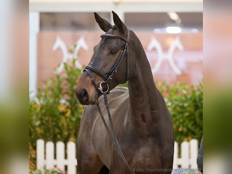 Hanoverian Mare 5 years 17 hh Smoky-Black in Verden