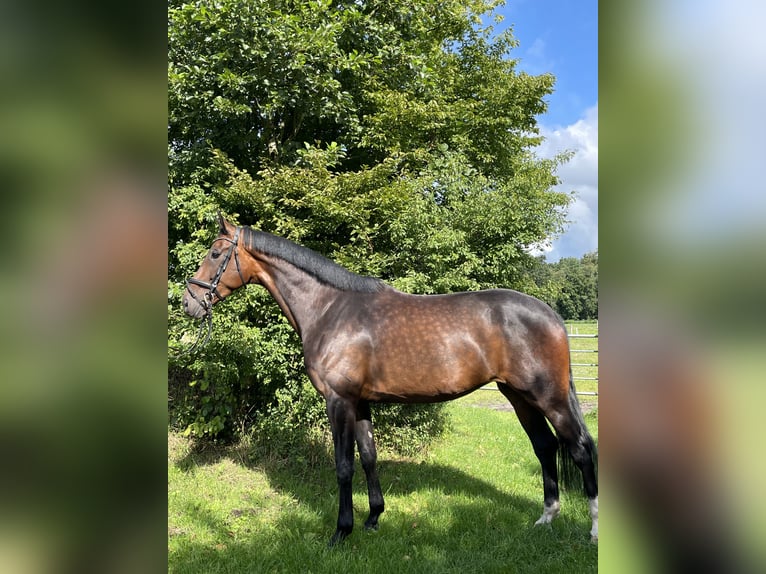 Hanoverian Mare 5 years 17,1 hh Brown in Loxstedt
