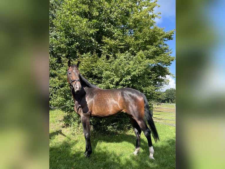 Hanoverian Mare 5 years 17,1 hh Brown in Loxstedt