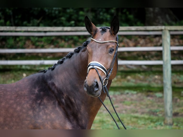 Hanoverian Mare 5 years 17,2 hh Brown in Wuppertal