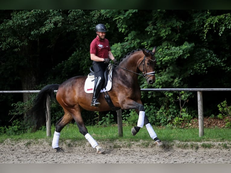 Hanoverian Mare 5 years 17,2 hh Brown in Wuppertal