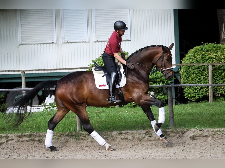 Hanoverian Mare 5 years 17,2 hh Brown in Wuppertal
