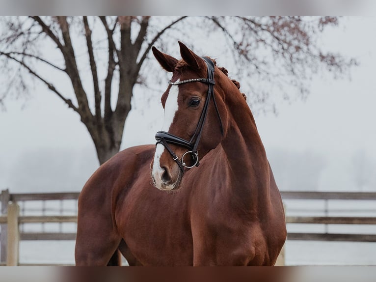 Hanoverian Mare 5 years 17,2 hh Chestnut-Red in Riedstadt