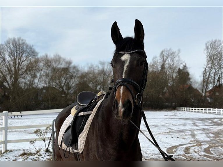 Hanoverian Mare 5 years Bay-Dark in Verden (Aller)