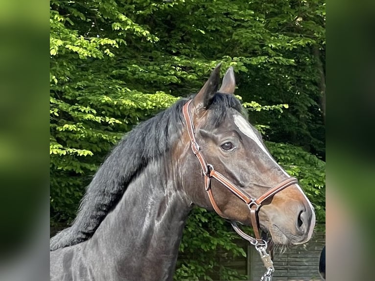 Hanoverian Mare 5 years Bay-Dark in Lauenburg Hanoverian Mare 5 years Bay-Dark in Lauenburg