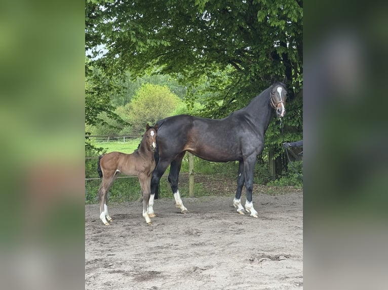 Hanoverian Mare 5 years Bay-Dark in Lauenburg Hanoverian Mare 5 years Bay-Dark in Lauenburg