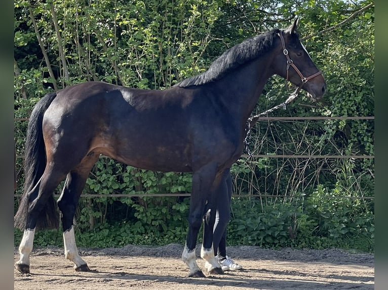 Hanoverian Mare 5 years Bay-Dark in Lauenburg Hanoverian Mare 5 years Bay-Dark in Lauenburg