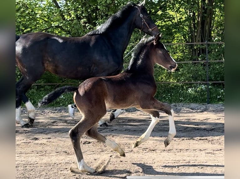 Hanoverian Mare 5 years Bay-Dark in Lauenburg Hanoverian Mare 5 years Bay-Dark in Lauenburg