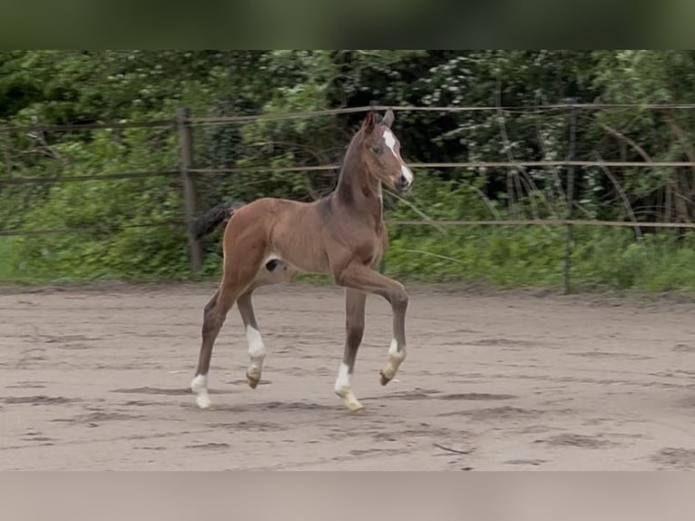 Hanoverian Mare 5 years Bay-Dark in Lauenburg Hanoverian Mare 5 years Bay-Dark in Lauenburg
