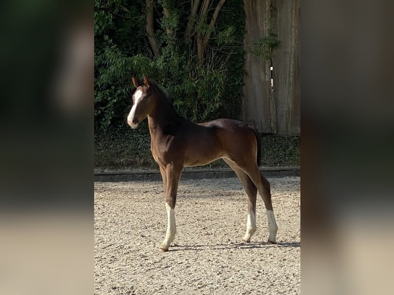 Hanoverian Mare 5 years Bay-Dark in Lauenburg Hanoverian Mare 5 years Bay-Dark in Lauenburg