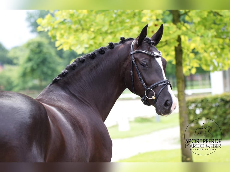 Hanoverian Mare 5 years Black in Bakum