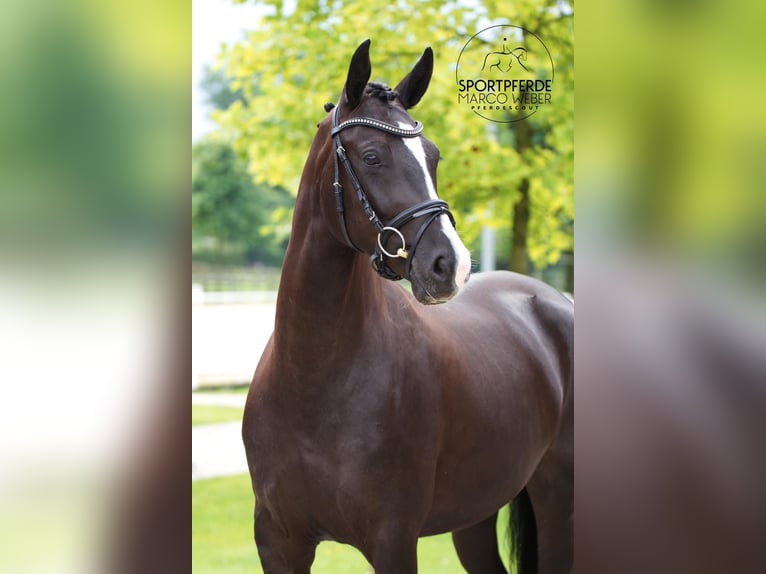 Hanoverian Mare 5 years Black in Bakum