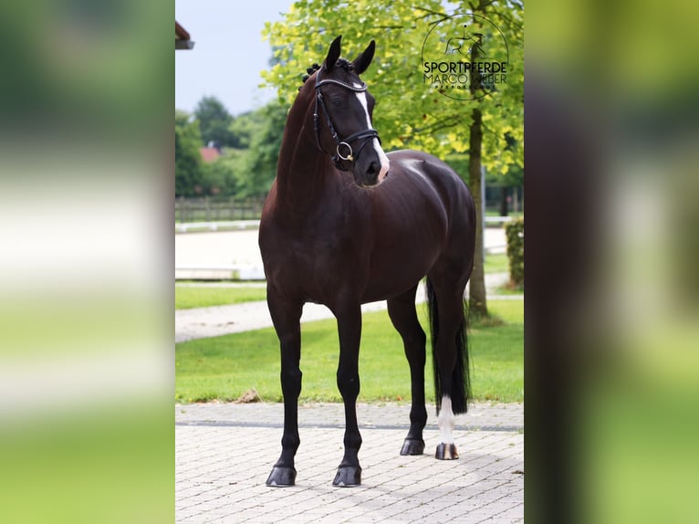 Hanoverian Mare 5 years Black in Bakum