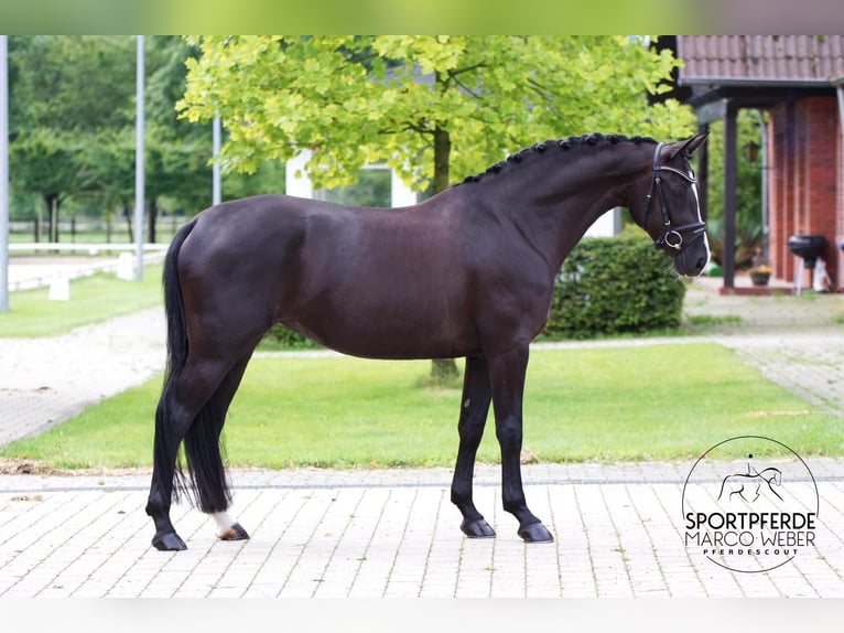 Hanoverian Mare 5 years Black in Bakum