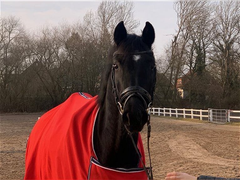 Hanoverian Mare 5 years Black in Verden (Aller)