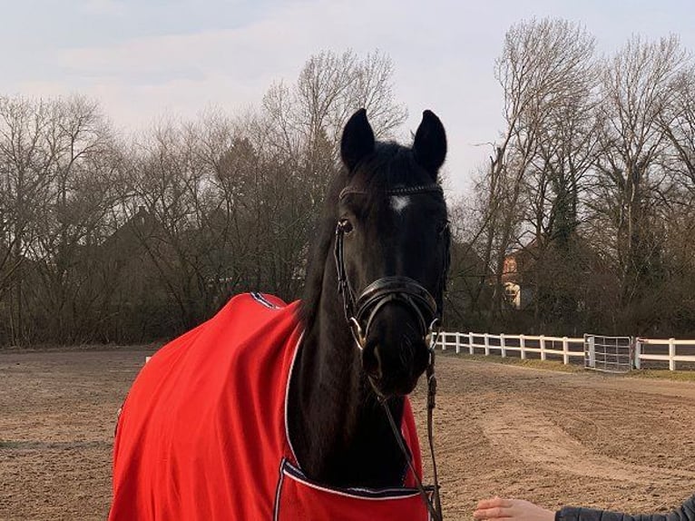 Hanoverian Mare 5 years Black in Verden (Aller)