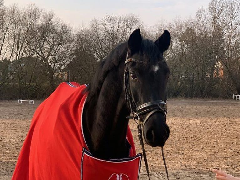 Hanoverian Mare 5 years Black in Verden (Aller)