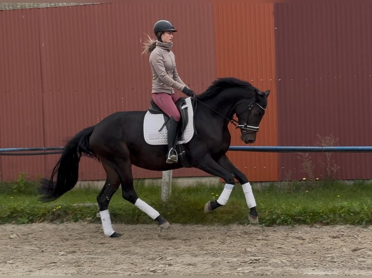 Hanoverian Mare 5 years Black in Fuldabrück
